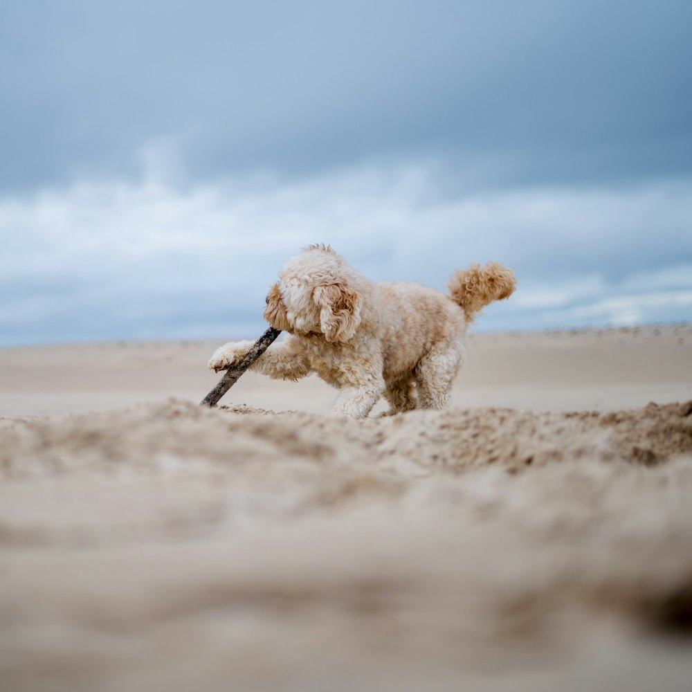 a small white dog carrying a stick in it's mouth