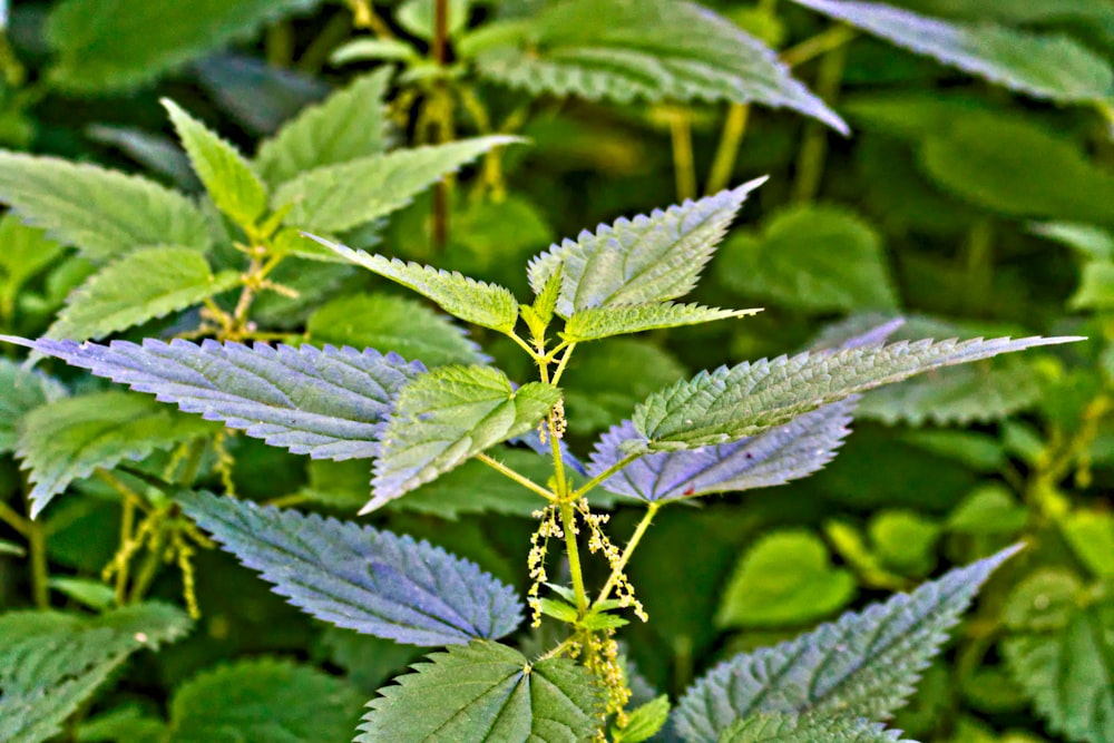 a close up of a green plant with leaves