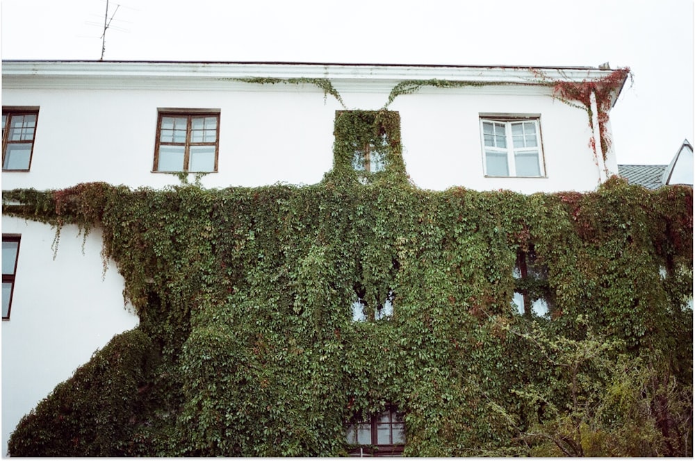 a white building covered in vines and windows