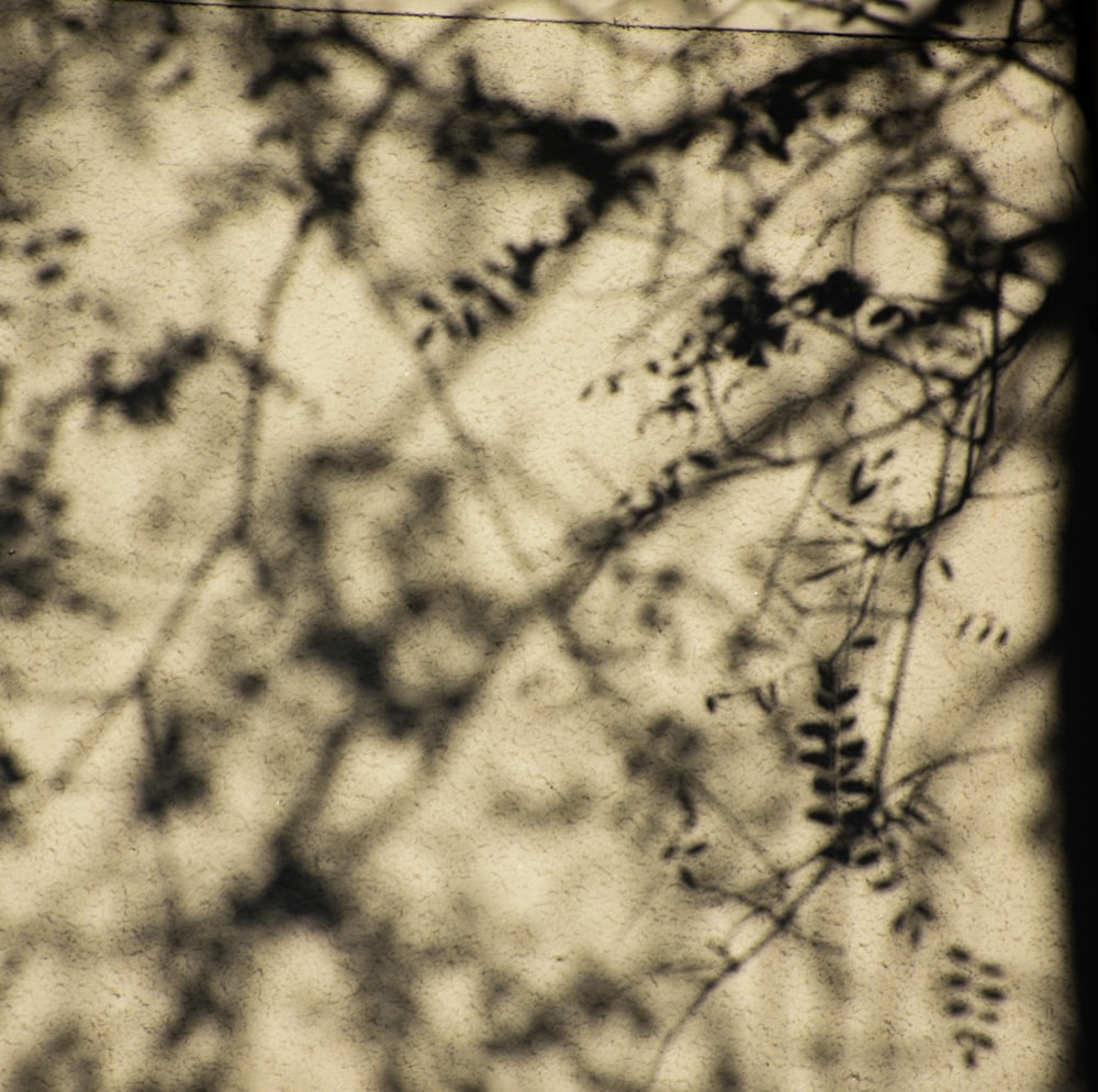 a black and white photo of leaves and branches