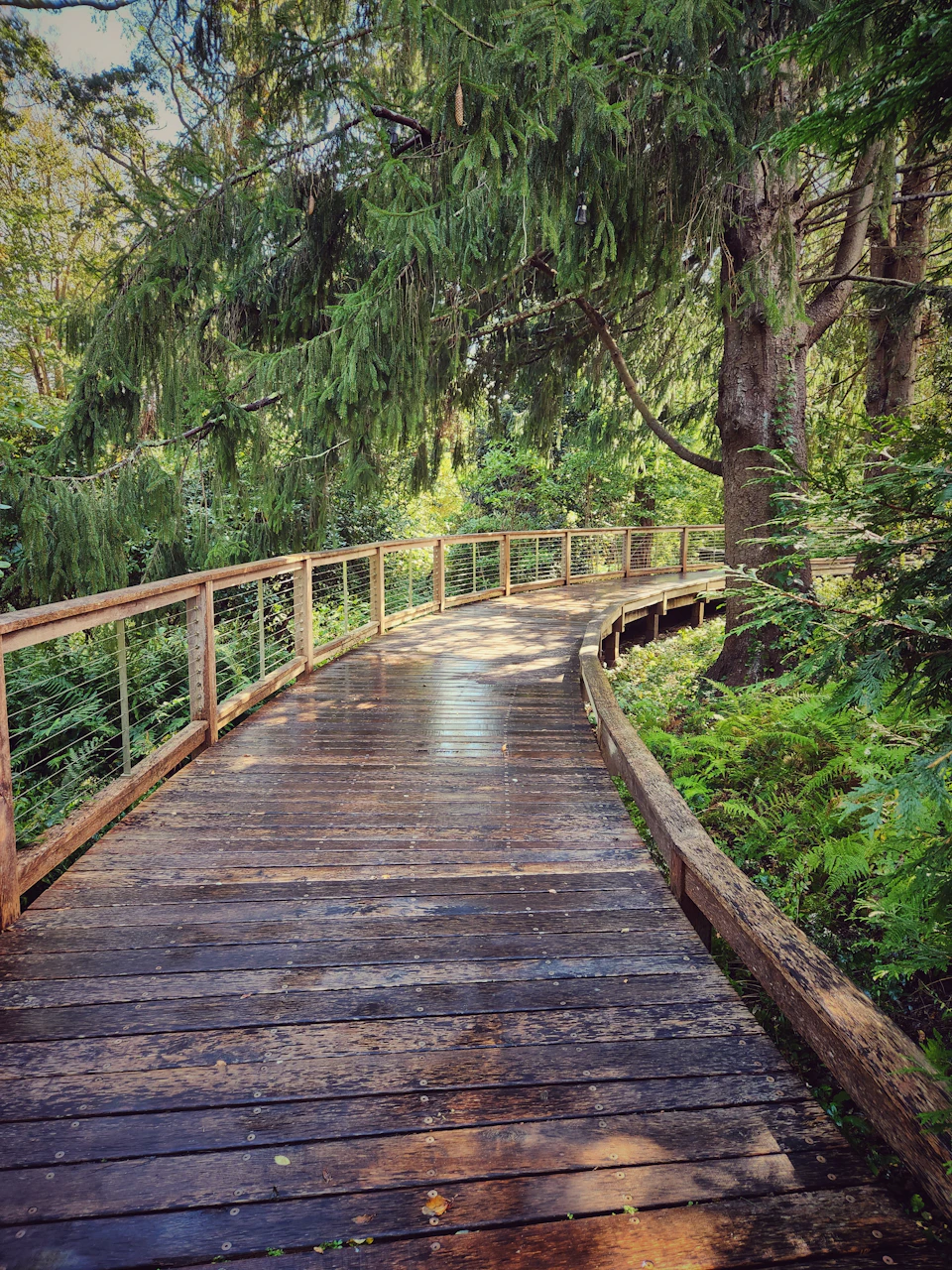 Wooden boardwalk winds through lush forest with metal railing and surrounding trees
