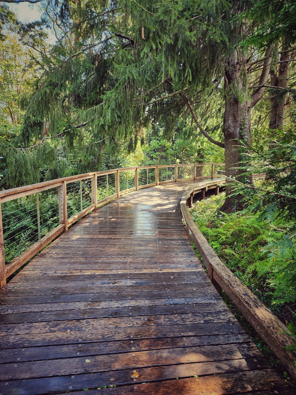 a wooden walkway in a forest with lots of trees
