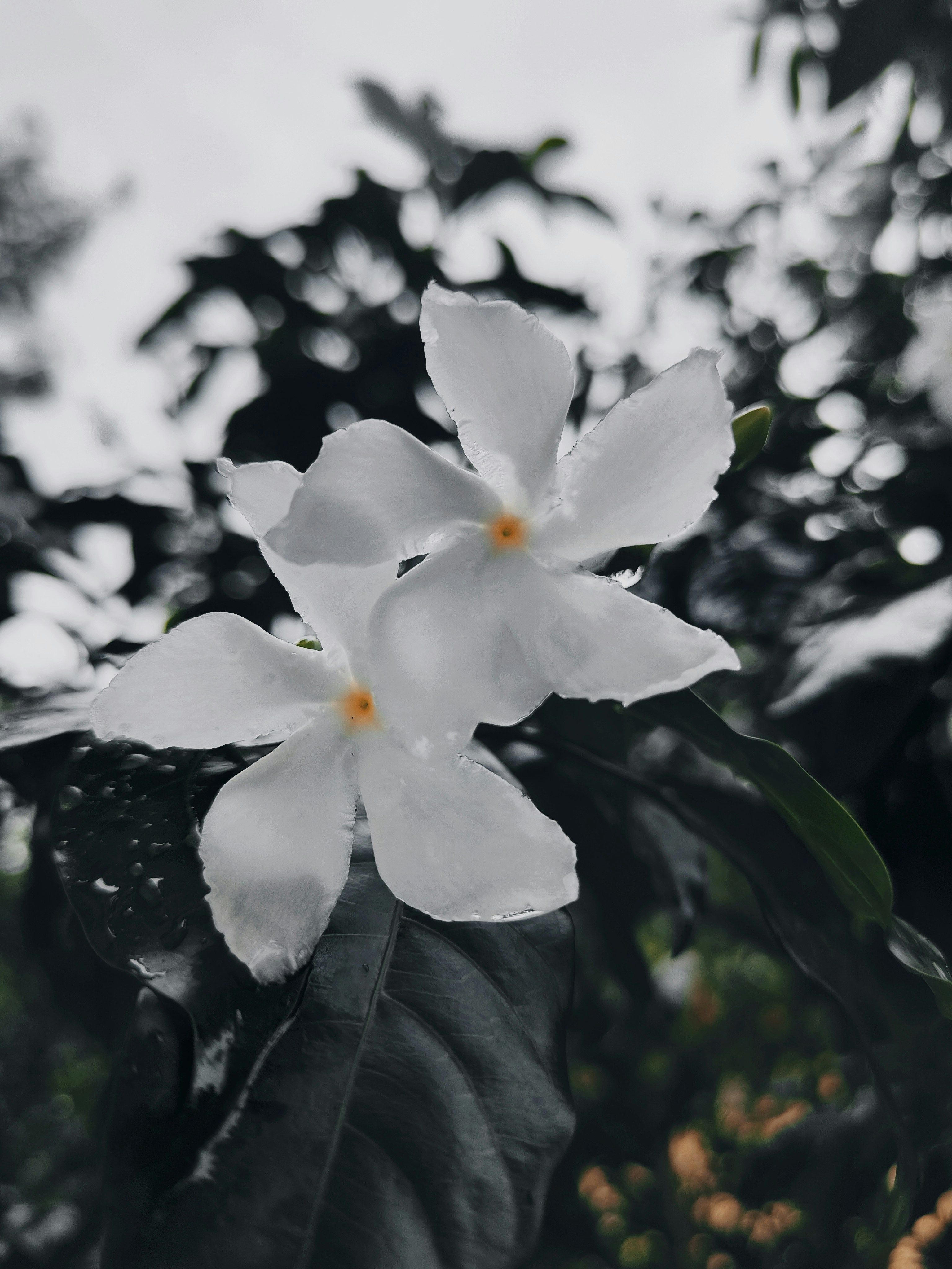 Photo by anosh12