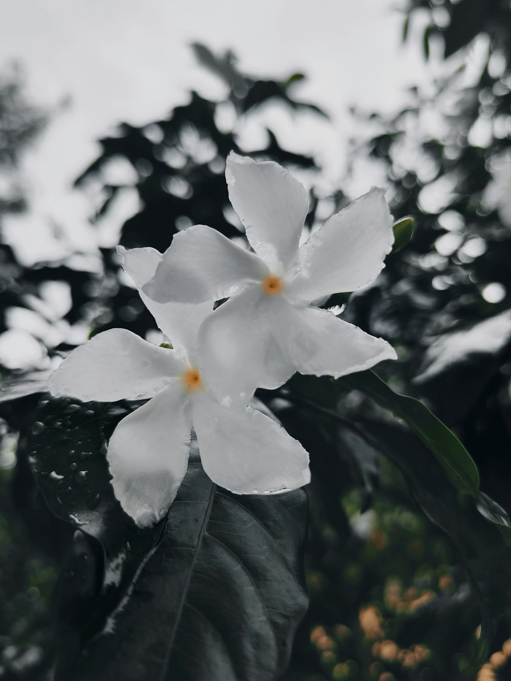 dos flores blancas con hojas verdes en el fondo