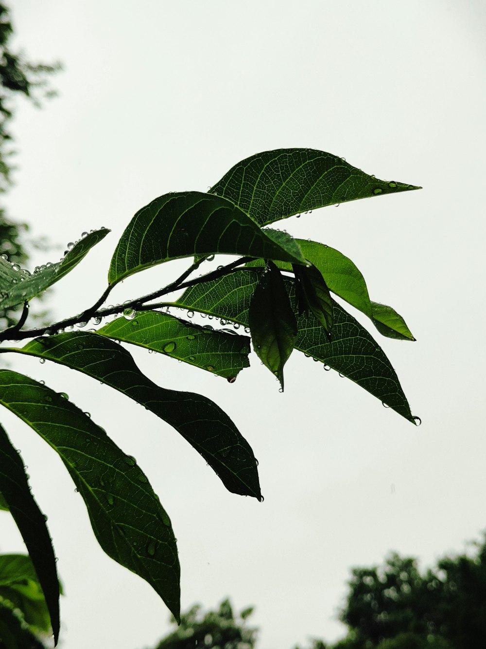 a green leafy tree with a white sky in the background