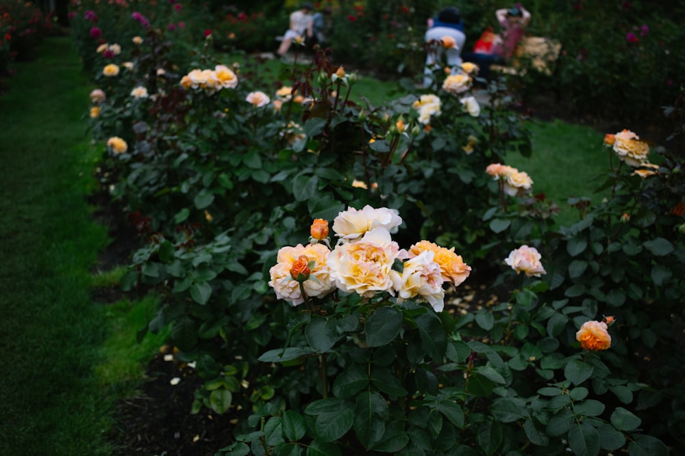 Um jardim cheio de muitas flores rosas e amarelas