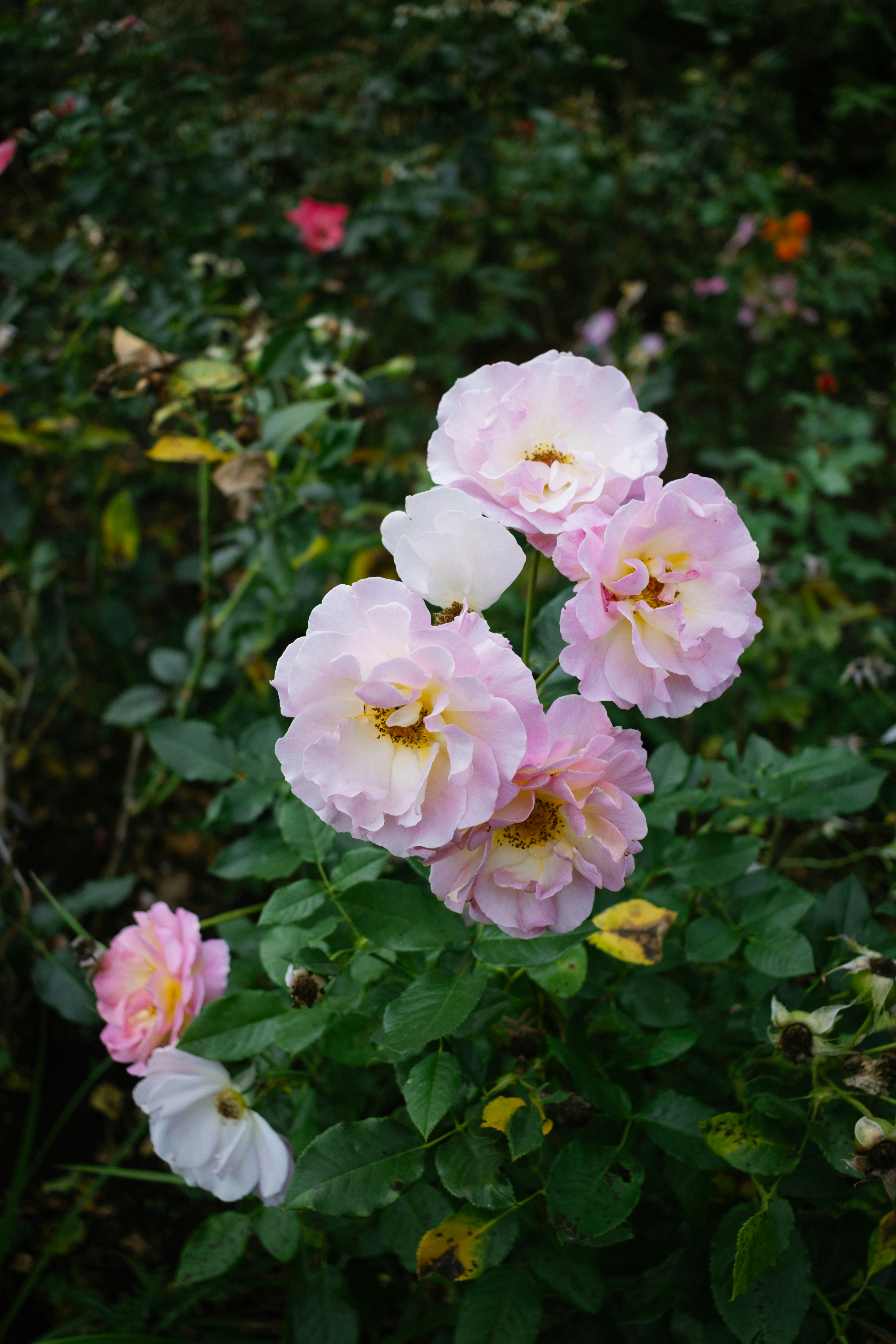 Photo by antoinerault