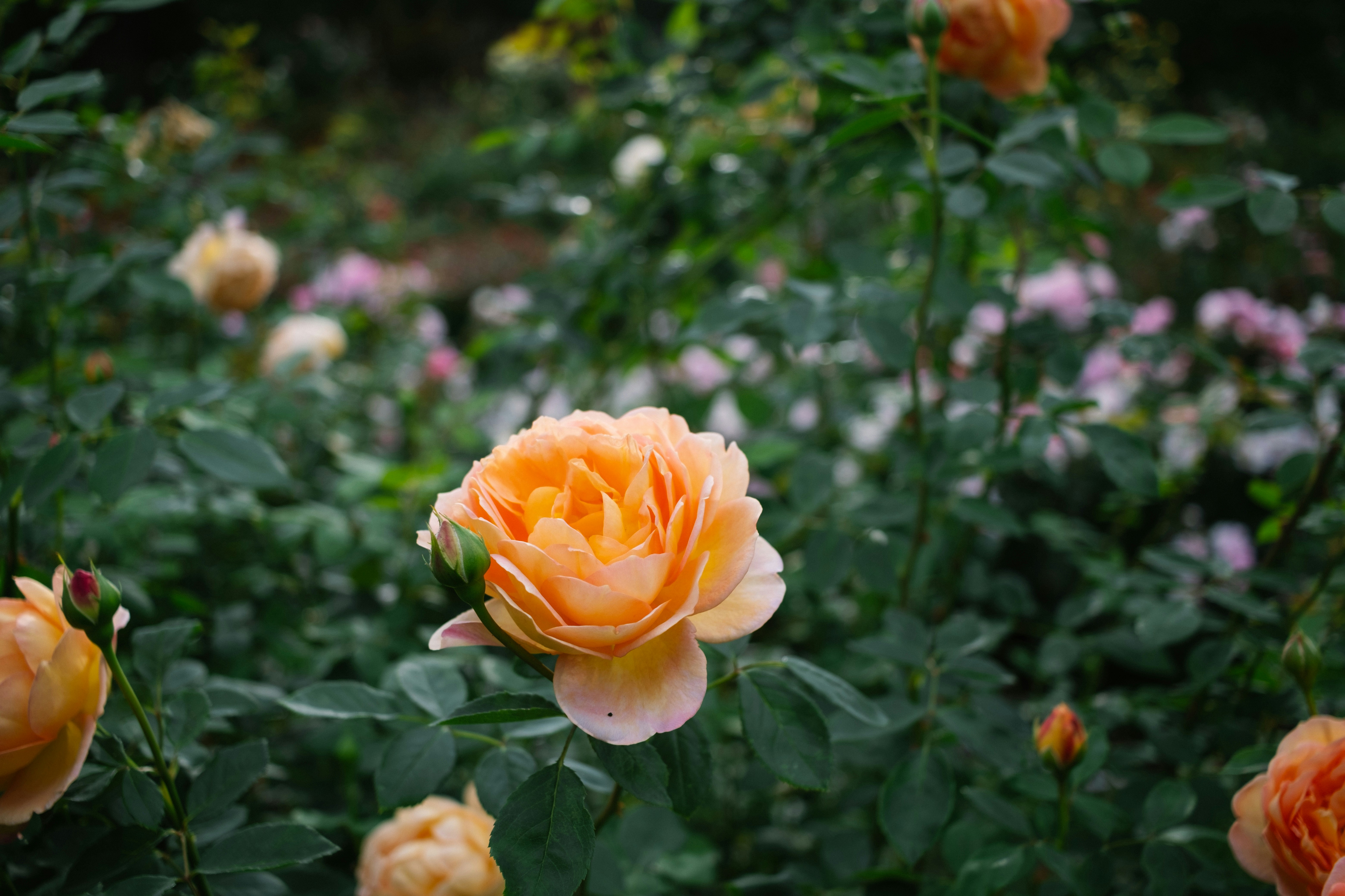 Photo by antoinerault