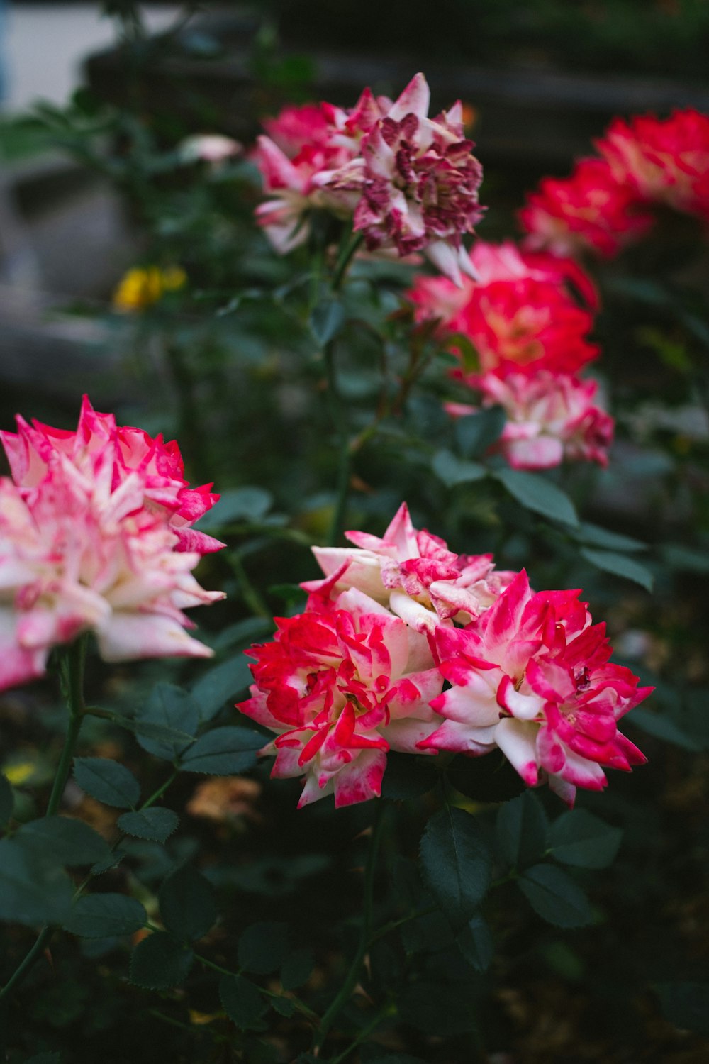 um ramo de flores rosa e brancas em um jardim