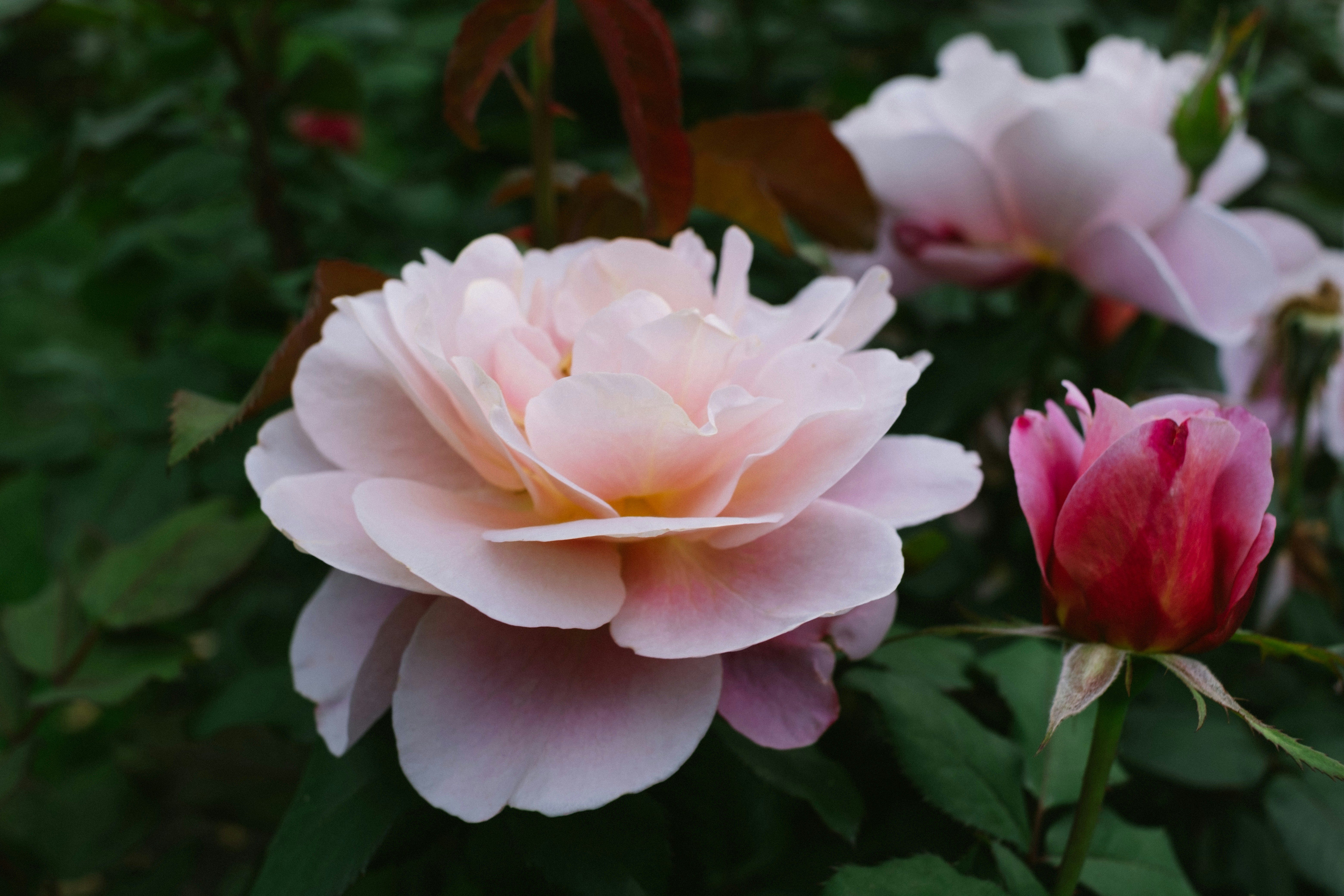 Photo by antoinerault