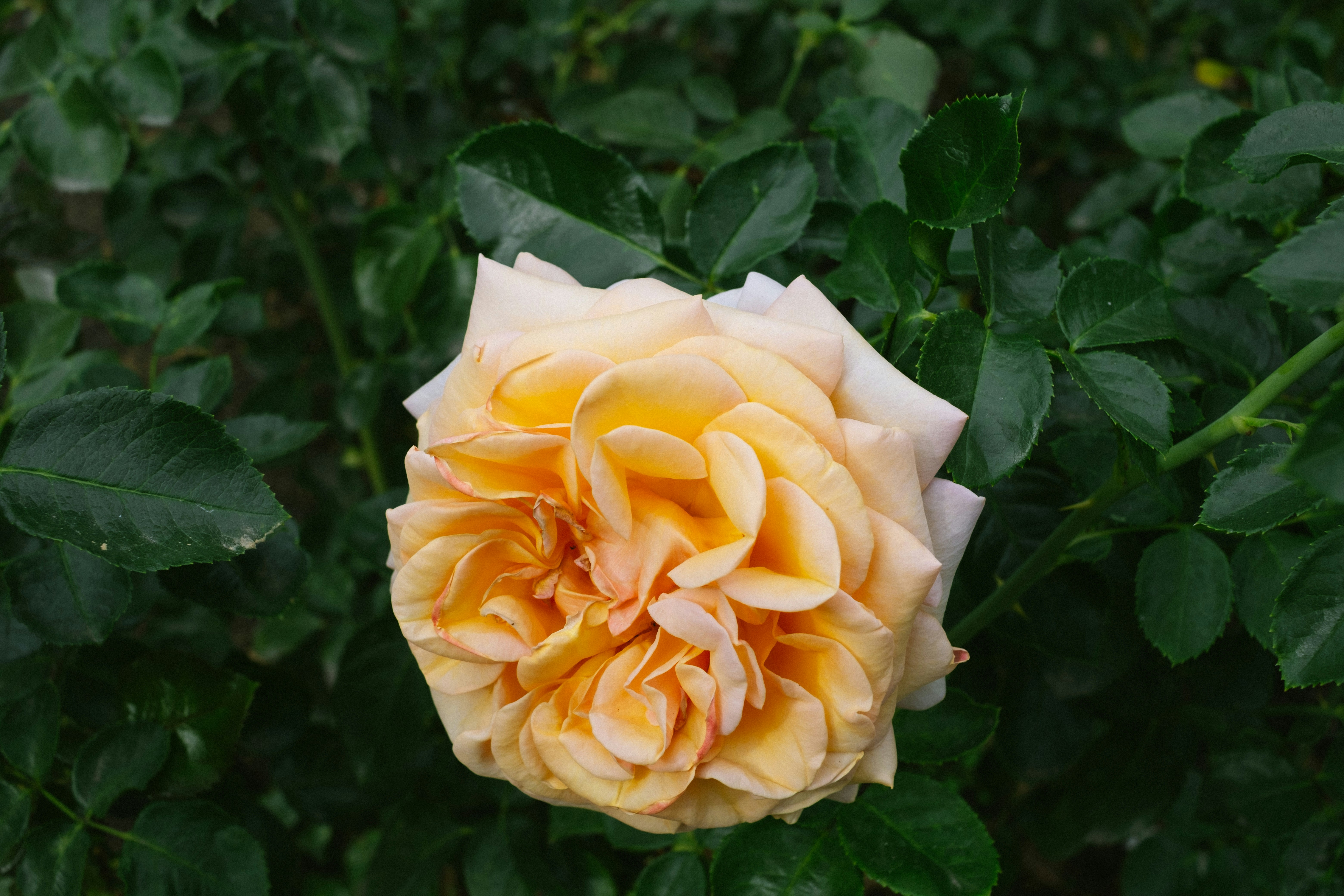 Photo by antoinerault