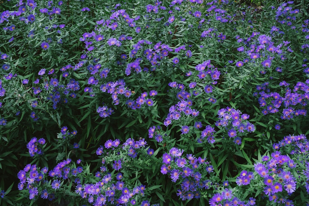 a field of purple flowers with green leaves