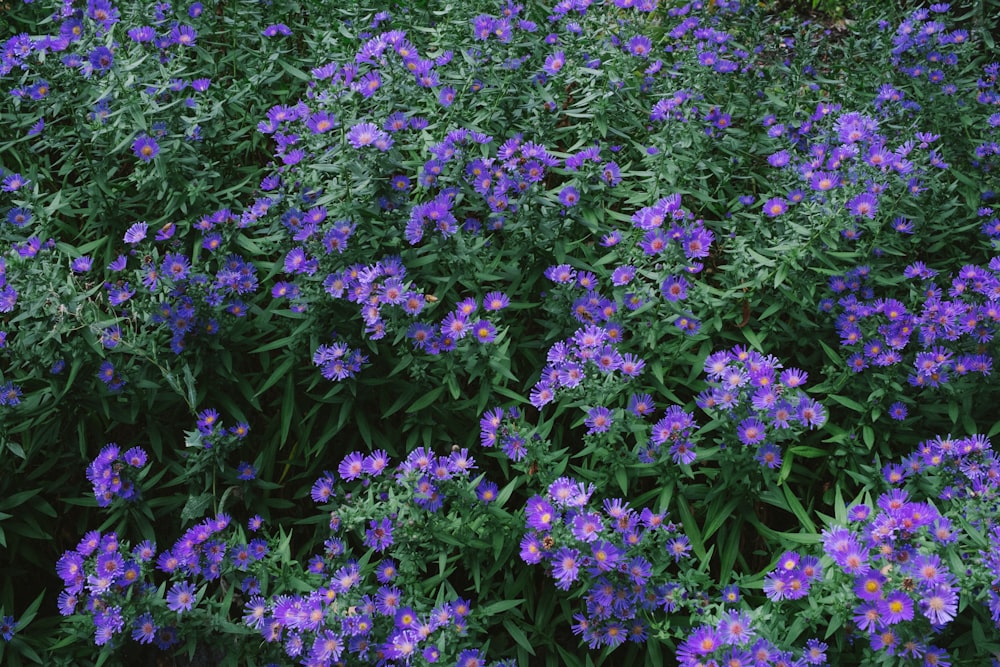 un campo di fiori viola con foglie verdi