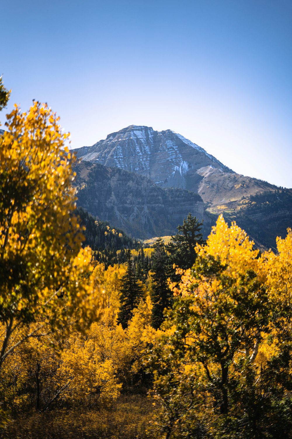 a view of a mountain with trees in the foreground