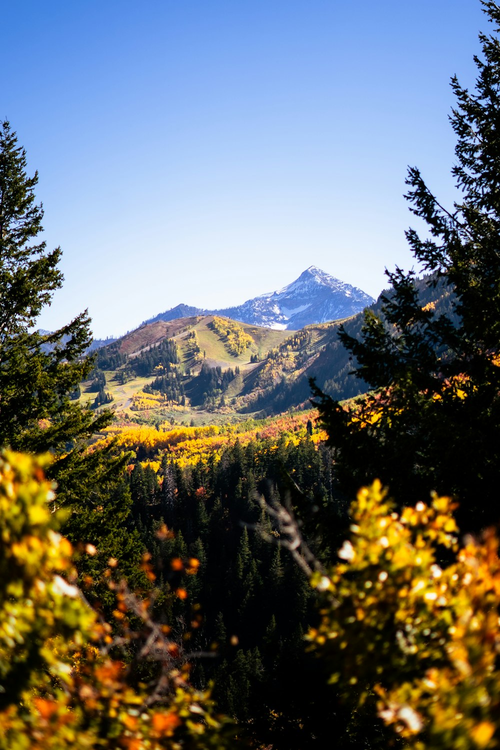 a scenic view of a mountain range with trees in the foreground