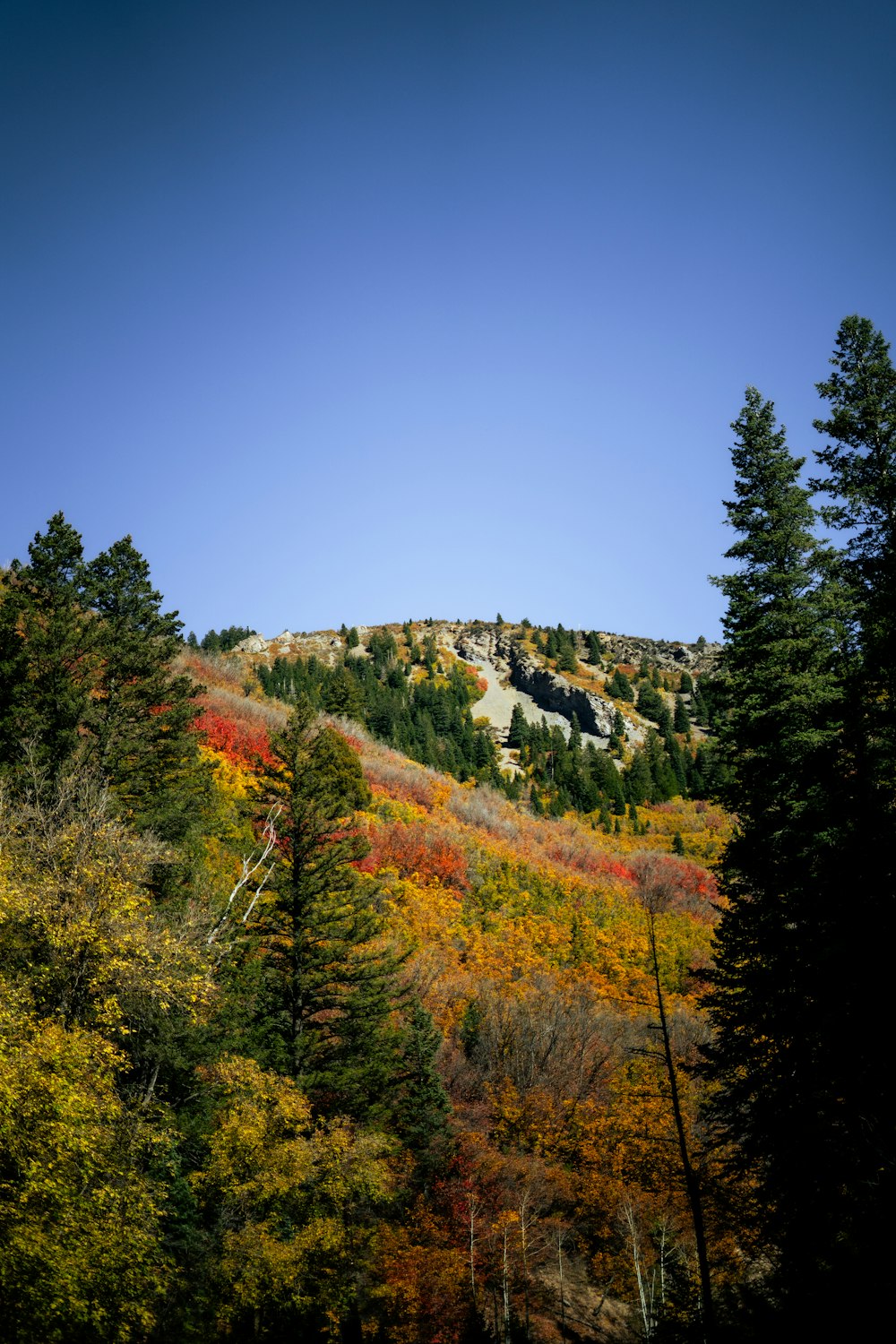 a hill with trees and a blue sky in the background