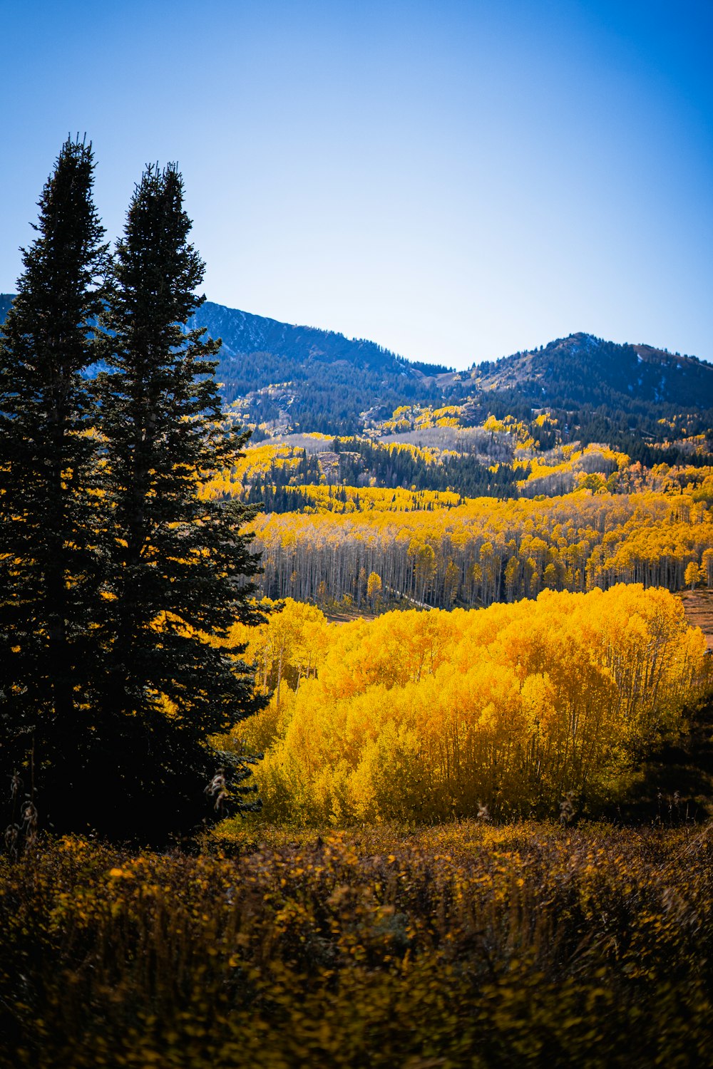 a forest filled with lots of trees next to a mountain