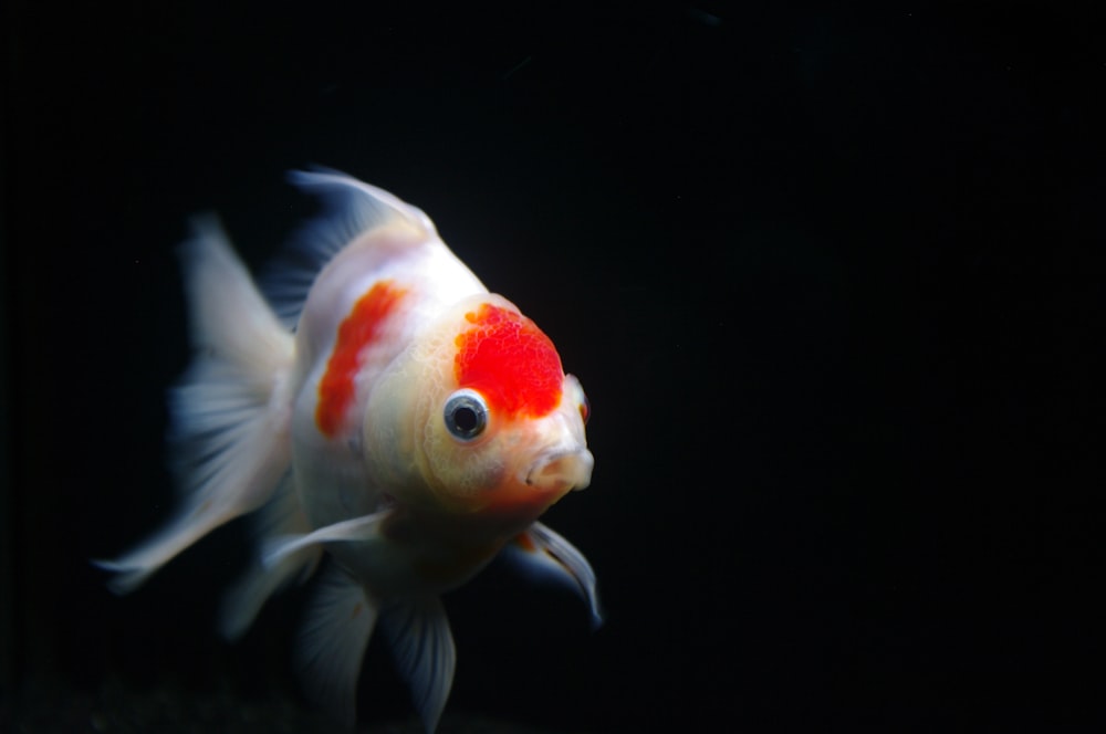 a close up of a goldfish with a black background