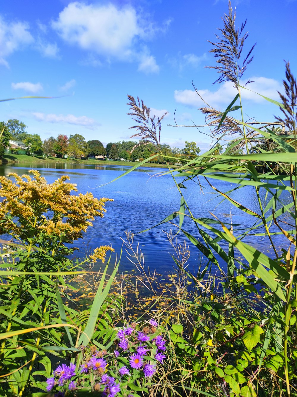 a body of water surrounded by lush green plants