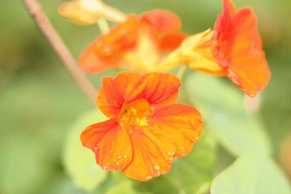 two orange flowers with water droplets on them