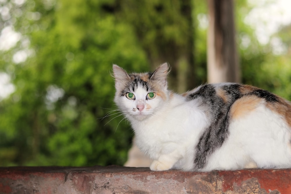 a cat sitting on top of a brick wall