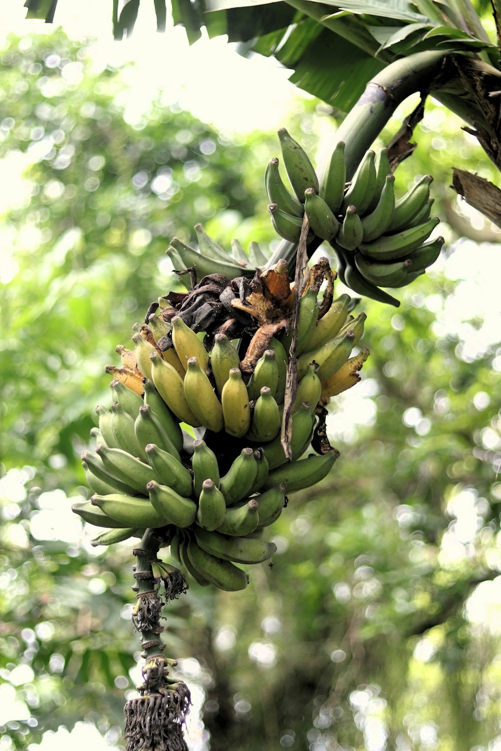 a bunch of unripe bananas hanging from a tree