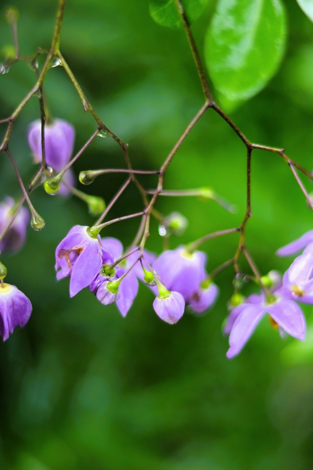 a bunch of purple flowers hanging from a tree