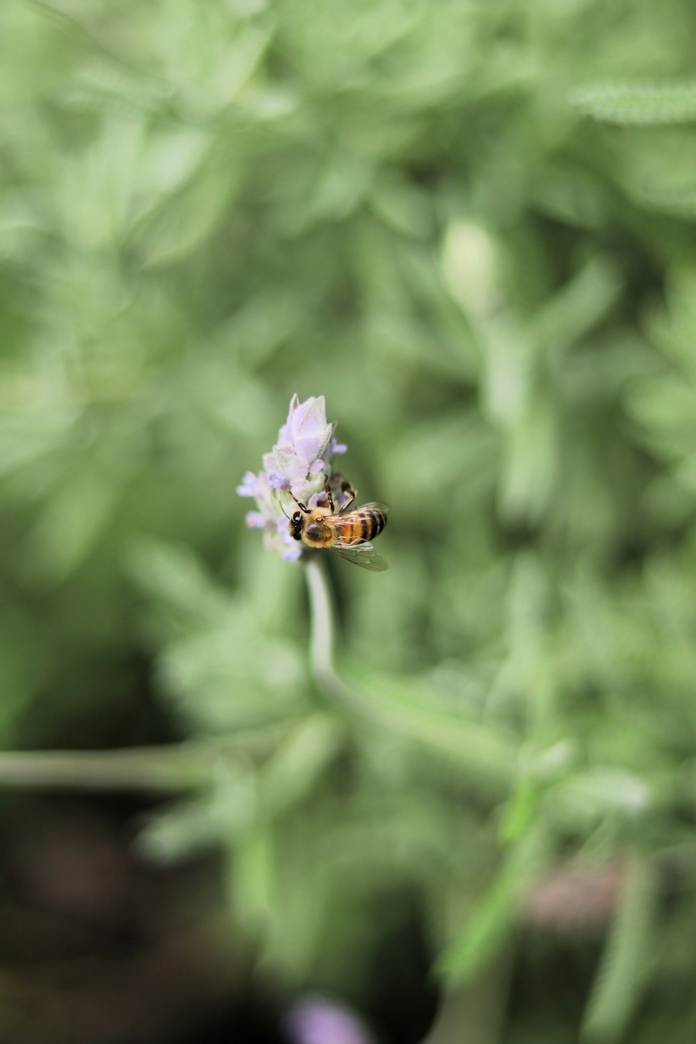 un primer plano de una abeja en una flor