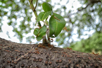 A colorful macro shot showing ants working together on a tree branch.