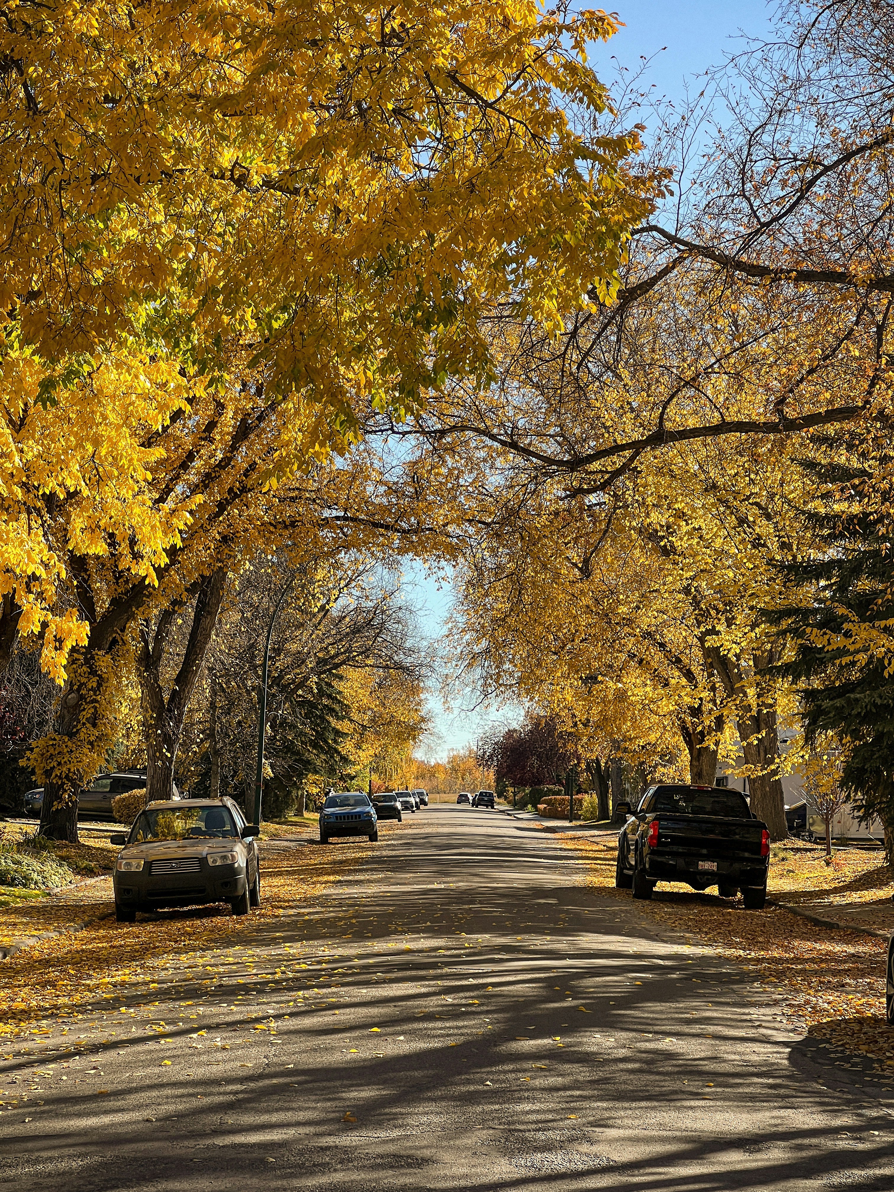 a street lined with trees with yellow leaves