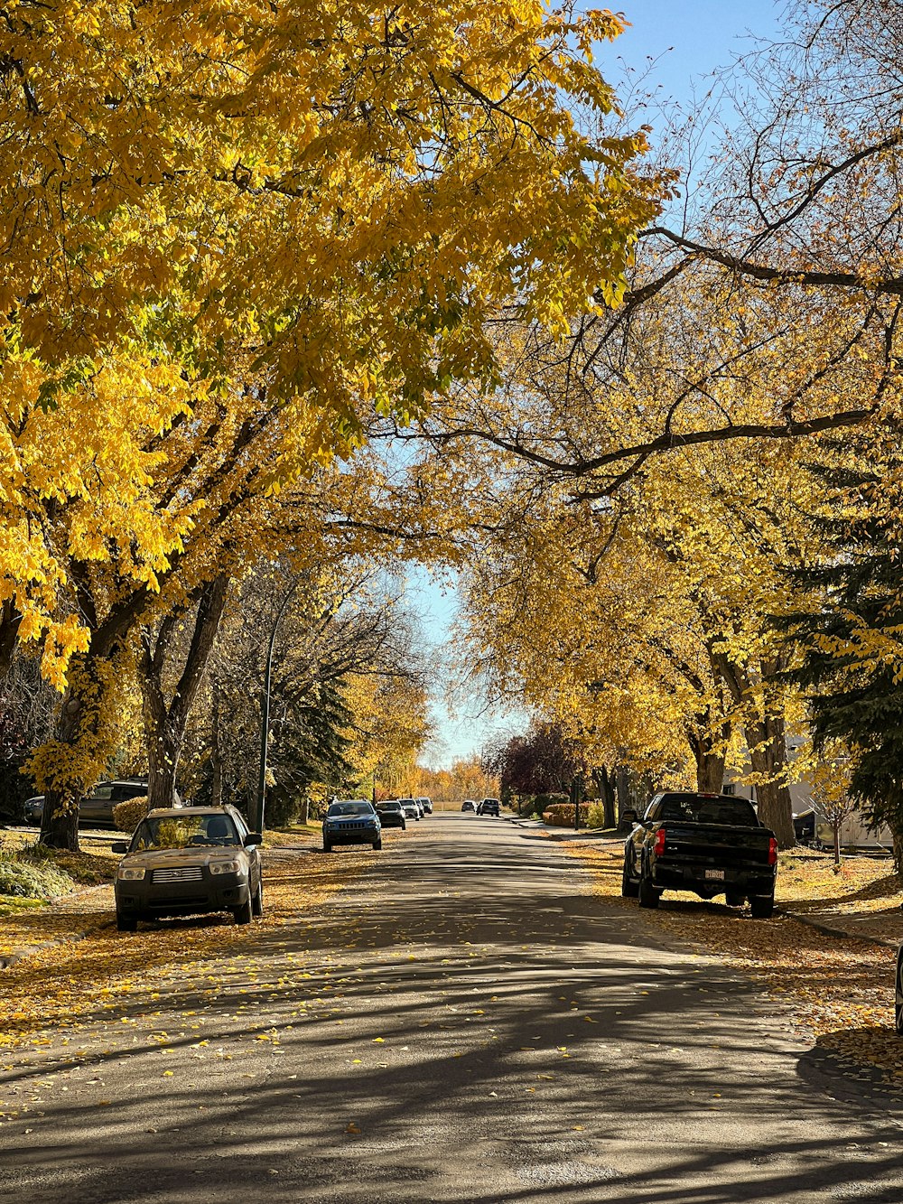 a street lined with trees with yellow leaves