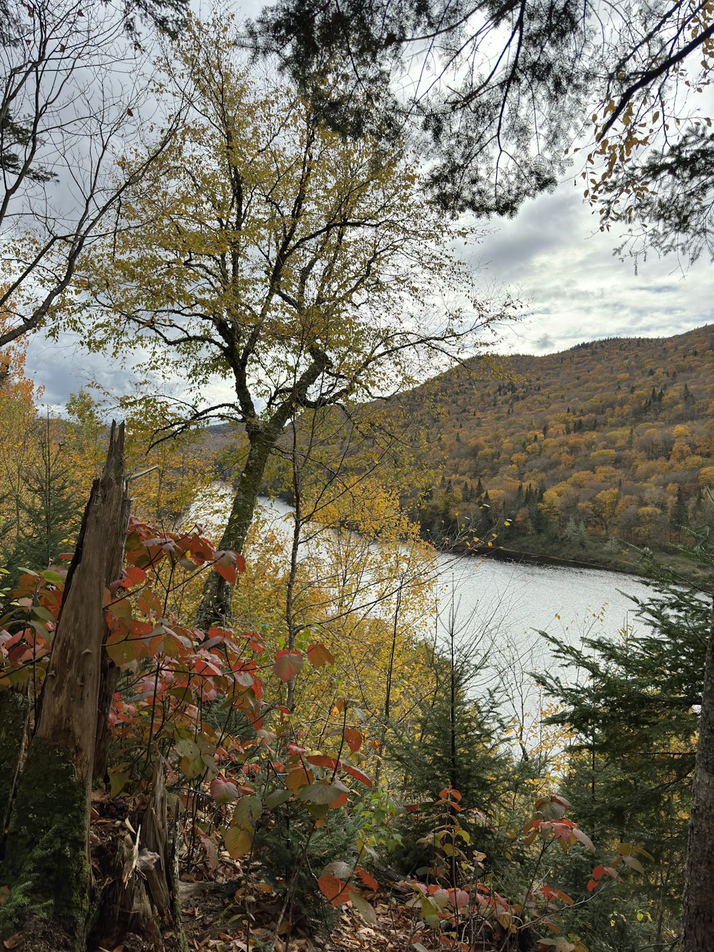 a scenic view of a river surrounded by trees