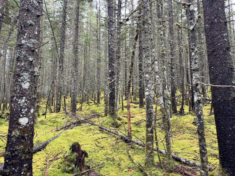 a forest filled with lots of tall trees