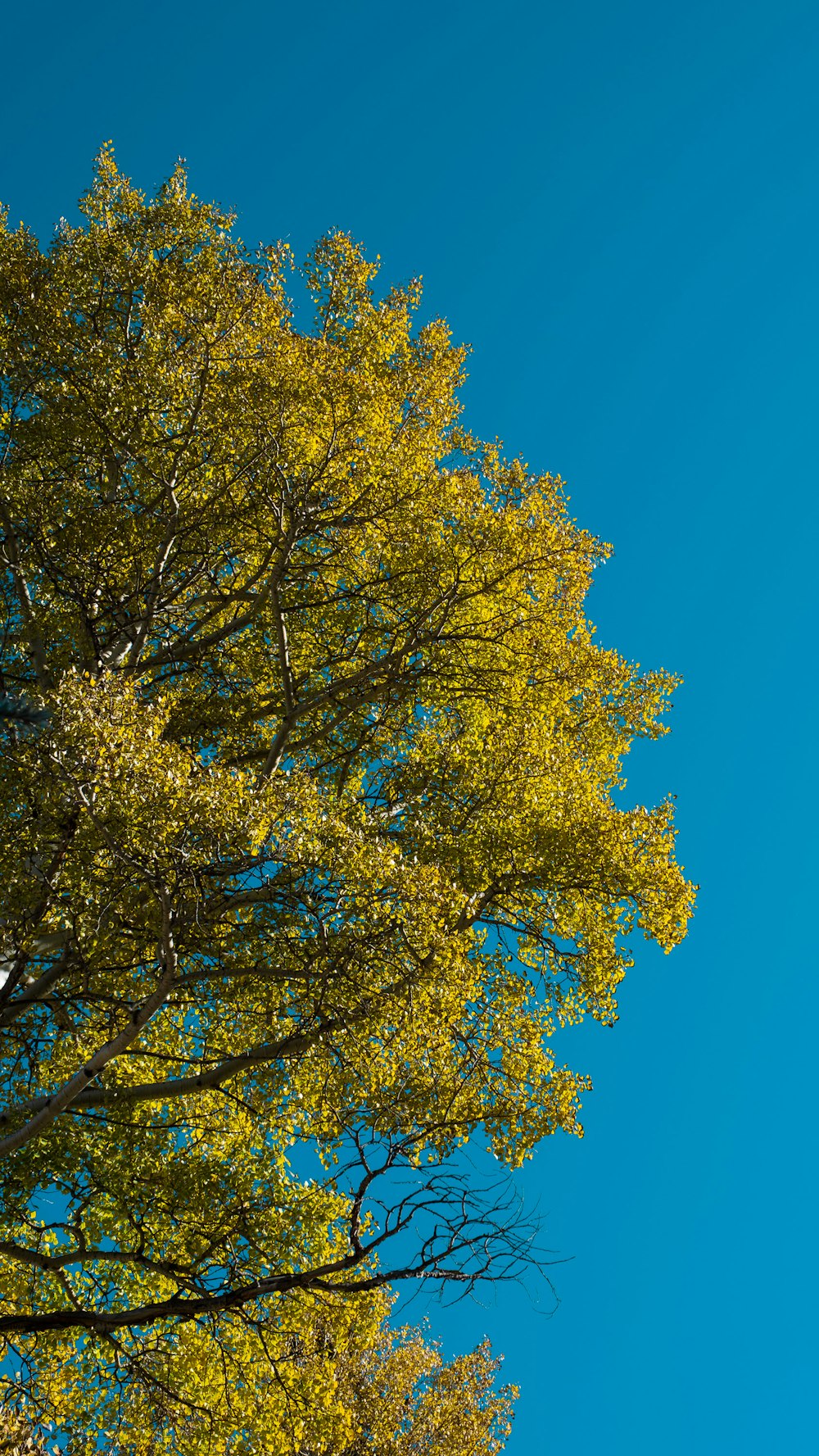 a tall tree with green leaves against a blue sky