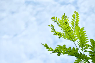 A peaceful outdoor scene with gentle greenery, representing growth and clarity