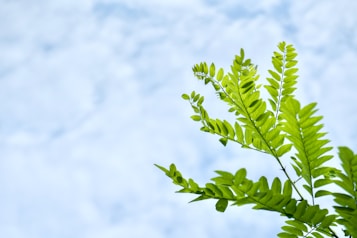 Bright green leaves are prominently shown against a pale blue sky, creating a peaceful and natural scene. The foliage appears fresh and vibrant, conveying a sense of growth and tranquility.