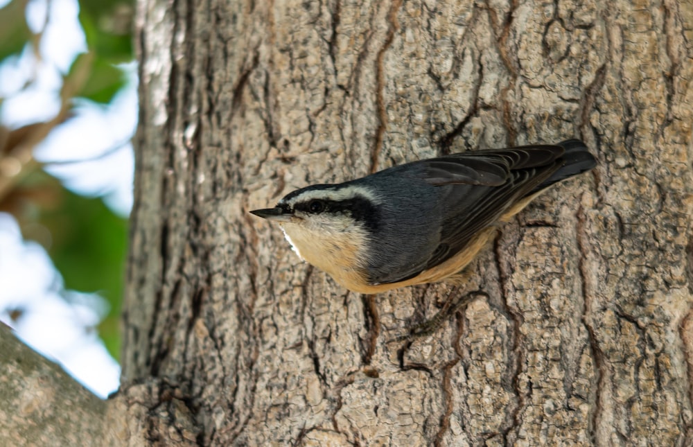 a small bird perched on the side of a tree