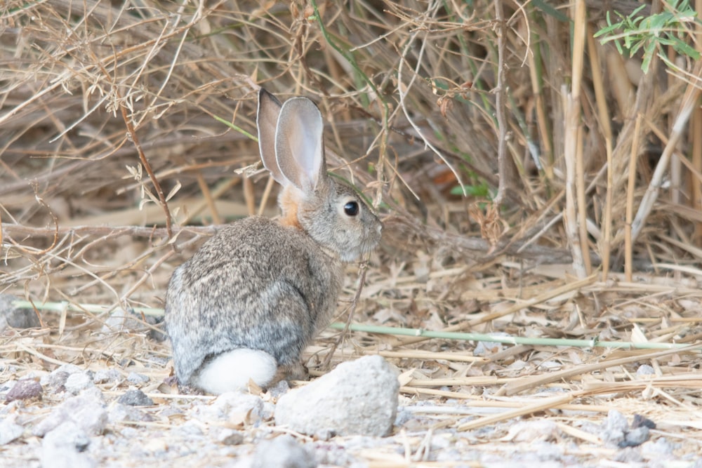 a rabbit sitting in the middle of a field