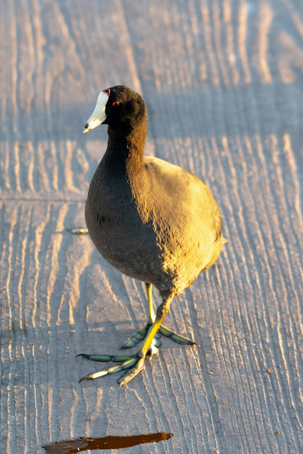 a bird is standing on the snow looking for food