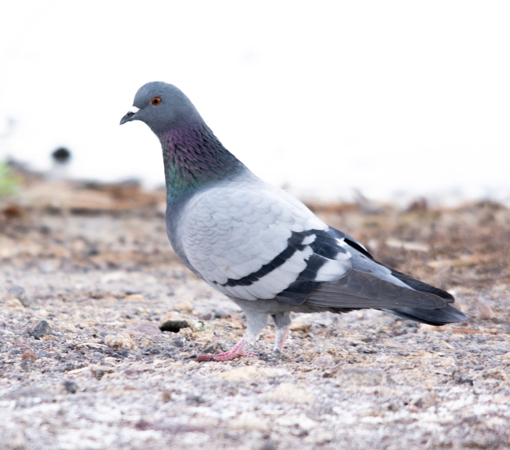 a pigeon standing on the ground in the dirt