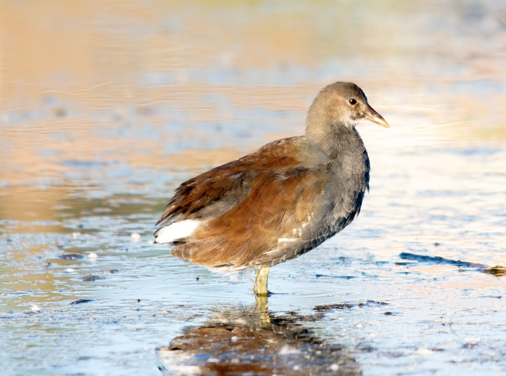 a brown and white bird standing on top of a puddle of water