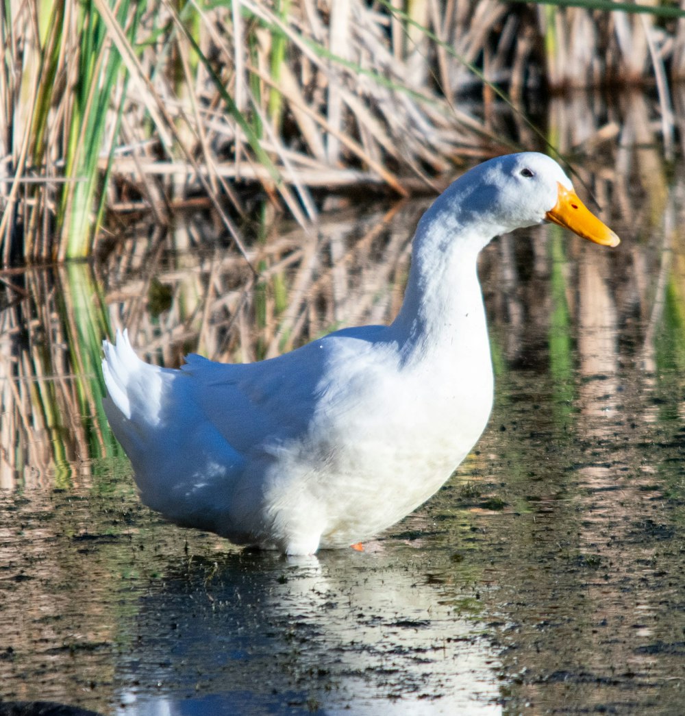 a white duck standing in a body of water