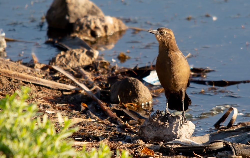 a brown bird standing on top of a pile of debris