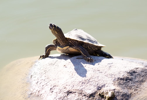 Close-up of a turtle basking on a rock beside a miniature Ferrari F1 car and a frosty beer glass.