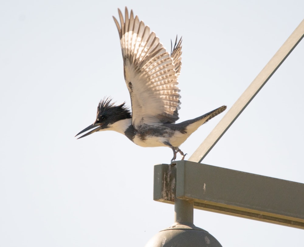 a bird with its wings spread on top of a pole