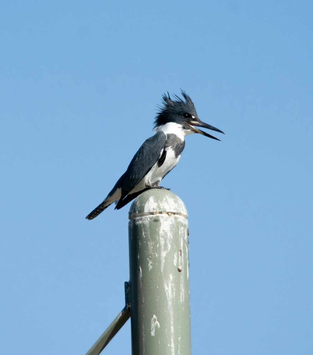 a bird sitting on top of a metal pole