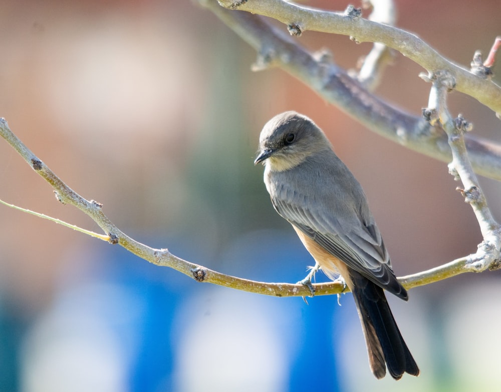 a small bird sitting on a branch of a tree