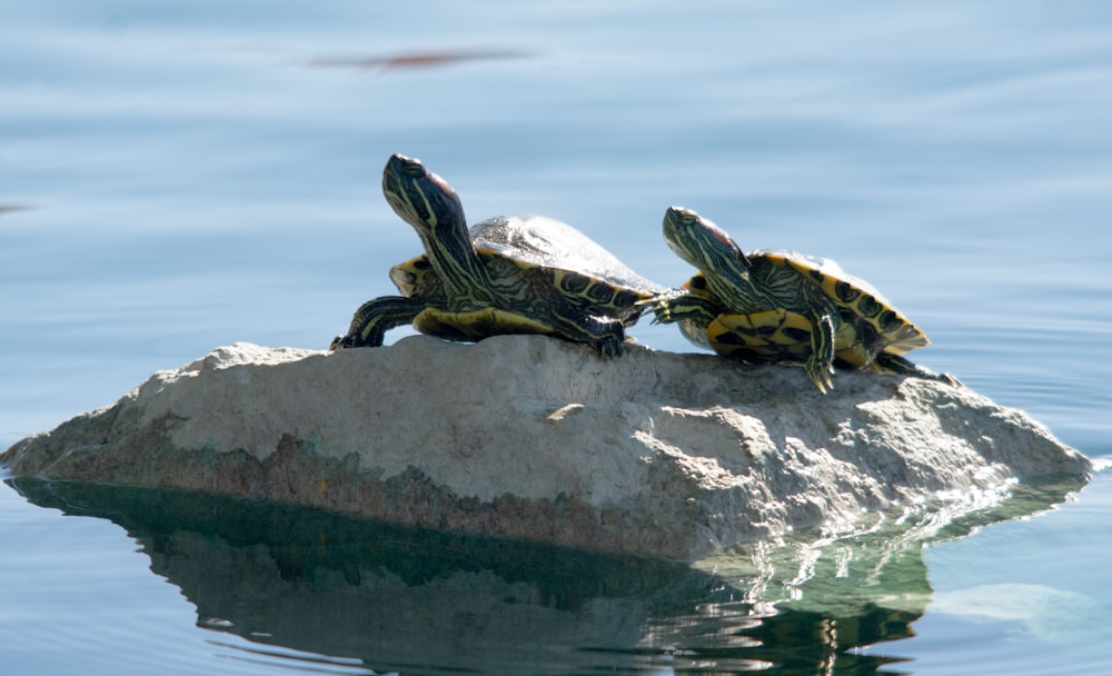 two turtles sitting on top of a rock in the water