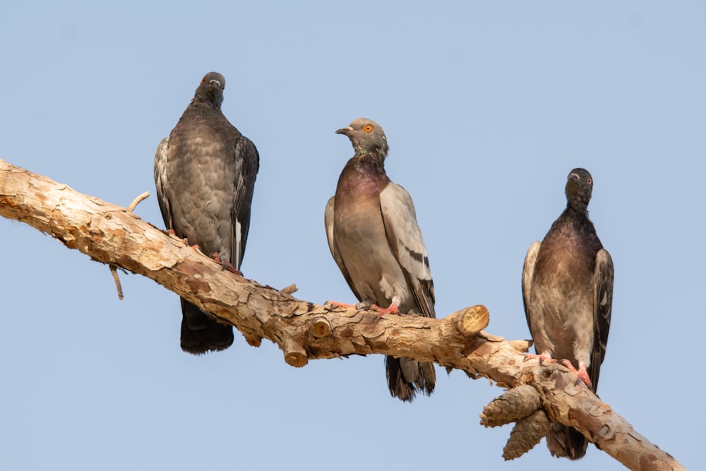 Un gruppo di uccelli seduti sulla cima di un ramo di un albero