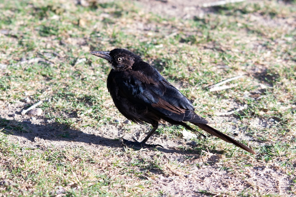 a black bird standing on top of a grass covered field